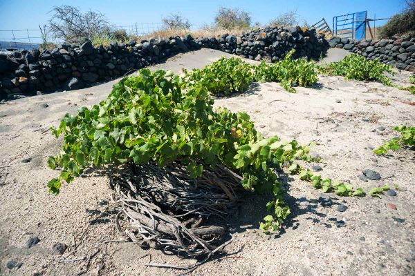 SANTORINI WINE ROADS - PRIVATE TOUR