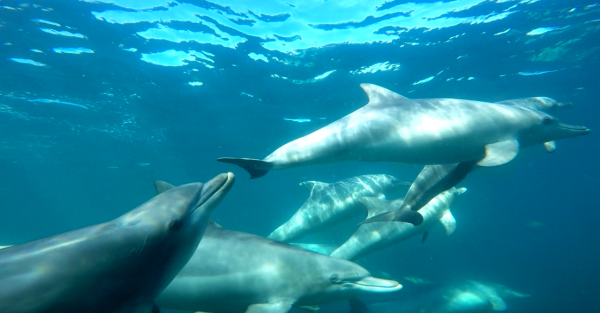 Swim with Wild Dolphins (including Return Transfers from Central Perth)