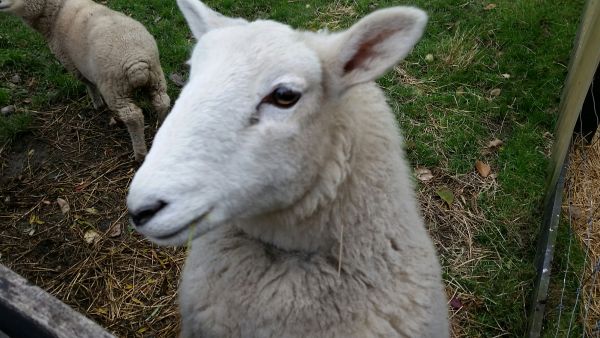 Akaroa Alpaca Farm Tour