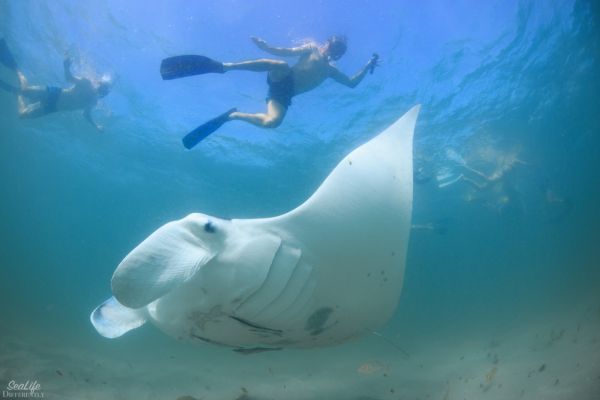 Marine Eco Safari (Manta Ray)