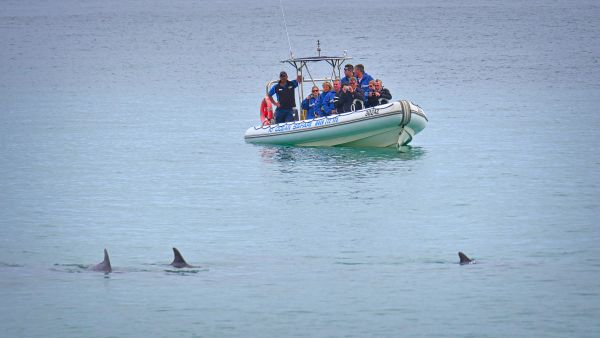 Kangaroo Island Ocean Safari - 2 hour VIEW ONLY (snorkelling safari)