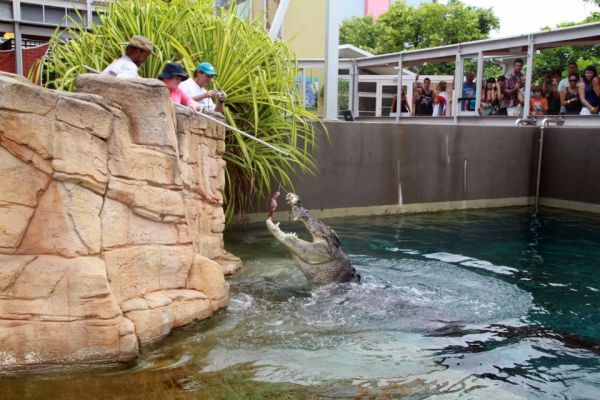 Big Croc Feed VIP Experience