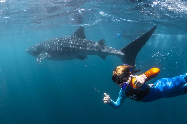 Whale Shark Safari - ITO