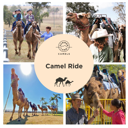 Camel Ride