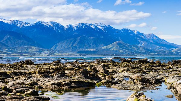 Kaikoura Whales by Helicopter