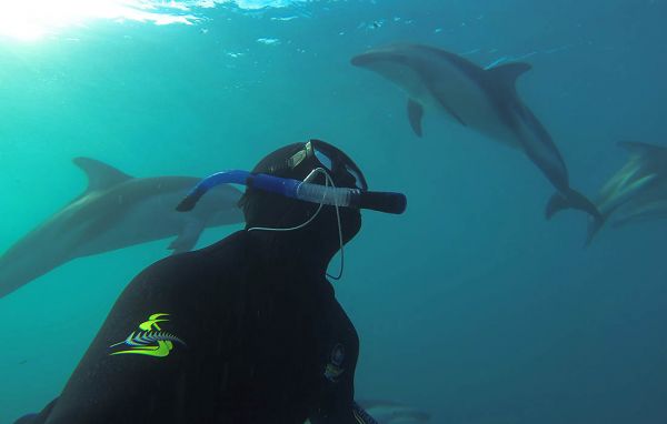 Kaikoura Dolphin Experience