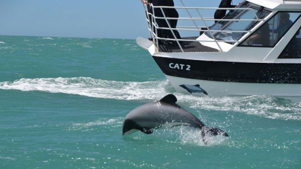 Akaroa Harbour Cruise to see Hector’s Dolphins