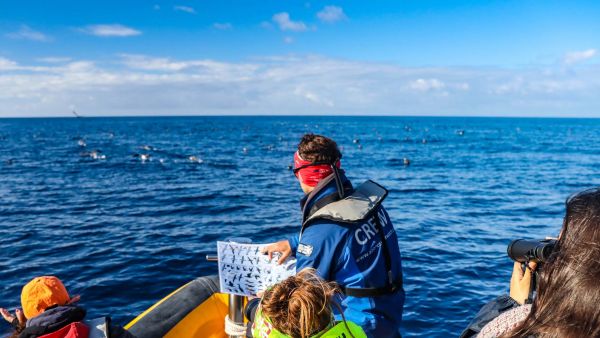 Marine Birdwatching Expedition