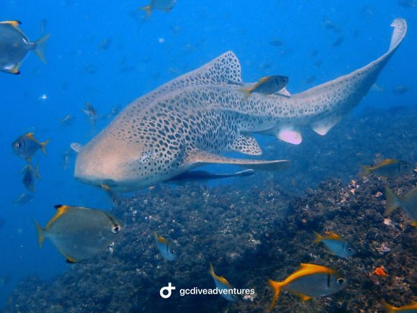 Gold Coast Reefs & Wrecks | 2 Tank Dive | All gear included