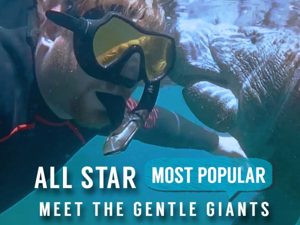 'The OG' Swim with Manatee Tour - Endangered Encounter - Crystal River