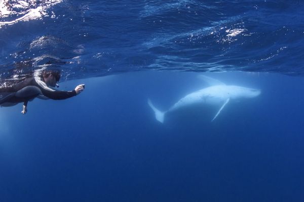 Swim with Whales Tour