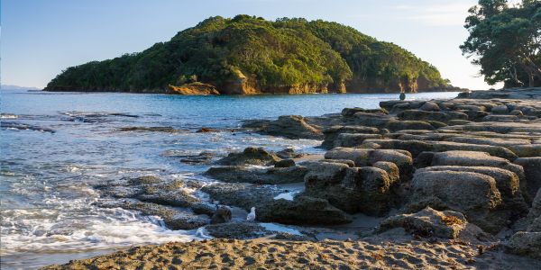 Goat Island/Tawharanui Marine Reserve Dive Charter