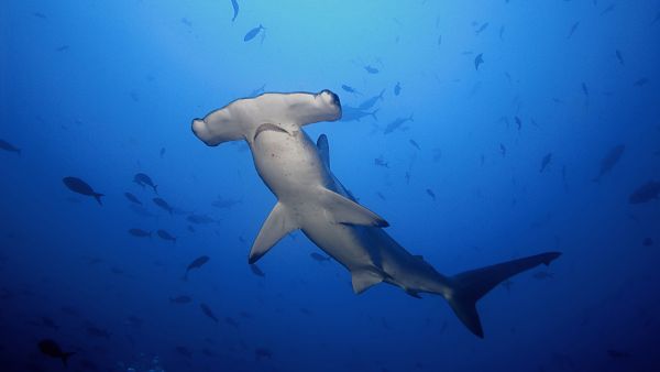 The Hammerhead Shark Experience Dive Charter