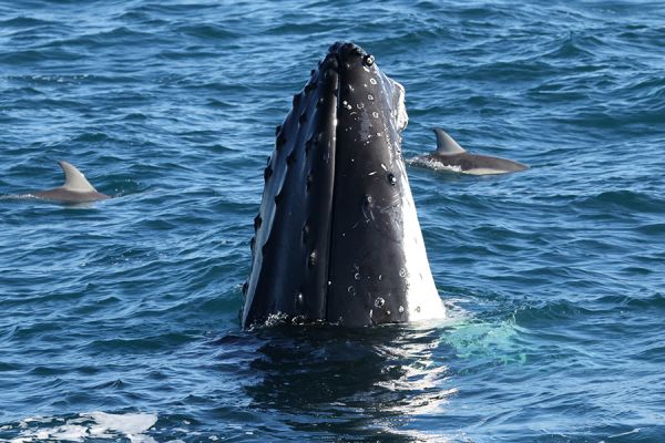 Dolphin & Whale Cruise