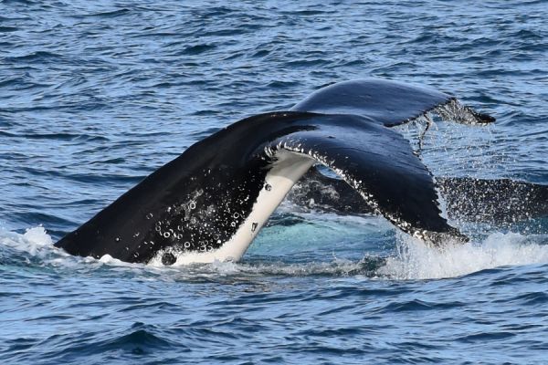 Winter Whale Cruise