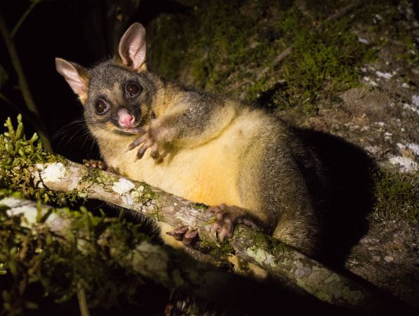 Daintree Afternoon and Nocturnal Tour