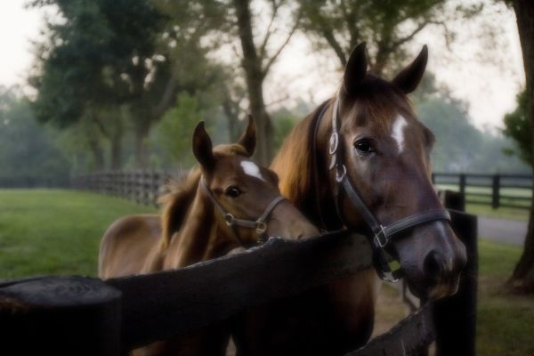 Horse Farm Tours of the Kentucky Bluegrass