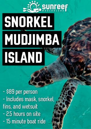Snorkel with Turtles at Mudjimba Island