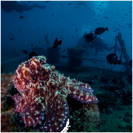 Ex-HMAS Brisbane Double Dive