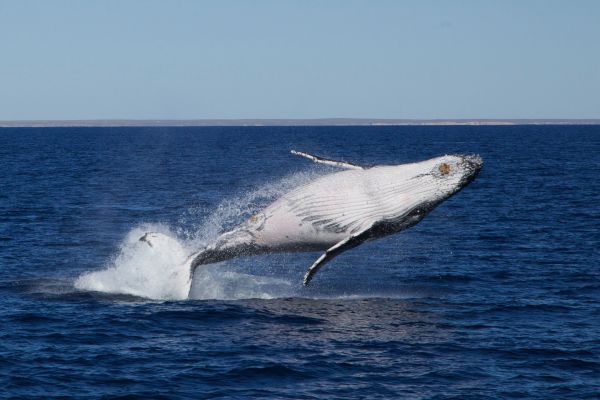 3 Hr Whale Watching Tour - ITO