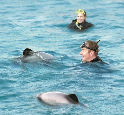 Akaroa Swimming with Dolphins - Small Group Tour